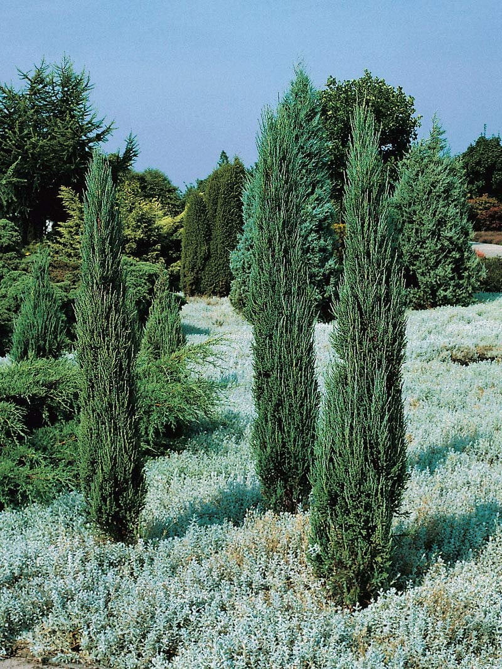 Blue Arrow Juniper
