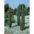 thumbnail image 5 of Blue Arrow Juniper  1 Live 4 Inch Pots  Juniperus Scopulorum  Drought-Tolerant Evergreen  Ideal for Landscaping & Ornamental Use  Low-Maintenance Outdoor Plant, 5 of 7