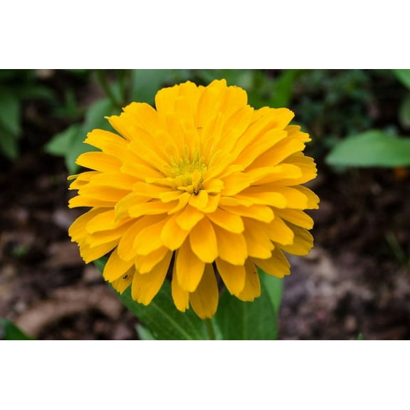 Bernary's Giant Golden Yellow Zinnia Bouquet Flower Premium Seed Packet