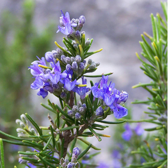 Trailing Rosemary Plant Herb - Non-GMO - Two (2) Live Plants - Not Seeds -  Each 3"-7" Tall - In 3.5 Inch Pots - Prostrate Creeping Rosemary -  Walmart.com