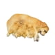 thumbnail image 4 of Figura de perro en miniatura,Figura de perro en miniatura para decoración de jardín de hadas,Figura de animal en miniatura para maceta decorativa,Accesorios para casas de muñecas con Amarillo, 4 of 8