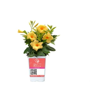 Island Blooms Live Outdoor Yellow Mandevilla in 1.5 Pint Pot