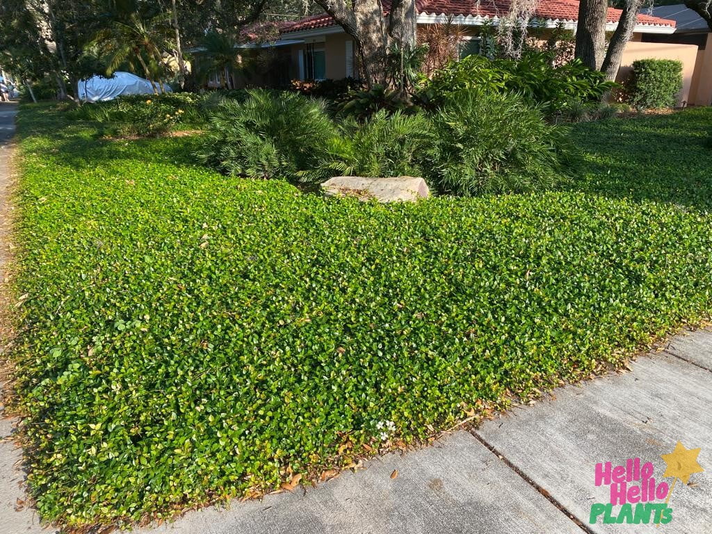 Asiatic Jasmine Live Plants, Evergreen Groundcover, Glossy Green Leaves, Easy Growth