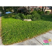 Asiatic Jasmine – Evergreen Groundcover with Glossy Green Leaves and Easy Growth
