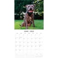 thumbnail image 3 of Red Robin 2025 Staffordshire Bull Terriers Wall Calendar, Premium Paper, Hangable 12 Month Calendar, 3 of 3