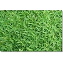 SeedRanch Carpetgrass Seed - 1 Lb.