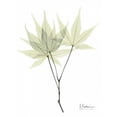 thumbnail image 2 of Japanese Maple in Pale Green Poster Print by Albert Koetsier (9 x 12), 2 of 2