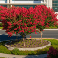 thumbnail image 4 of Dynamite Crape Myrtle Plant, Red Flowering Tree for Landscape, 4 of 7