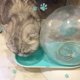 thumbnail image 2 of Dispensador de agua para mascotas pequeñas, comedero de agua por gravedad para perros y gatos, cuenco automático oso de fresa  Electrónica, 2 of 2