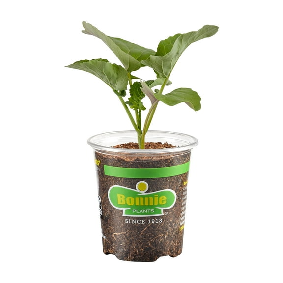 Bonnie Plants Aspabroc Baby Broccoli, Live Plant, 19.3 oz.