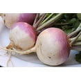 thumbnail image 4 of 3000 PURPLE Top WHITE Globe TURNIP Brassica Rapa Vegetable Seeds, 4 of 5
