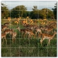 thumbnail image 1 of Picture-Tiles.com: Deer Ceramic Tile Wall Mural WAL500453-66L. 48"W x 48"H using (36) 8" x 8" Ceramic Tiles-Satin Finish, 1 of 3