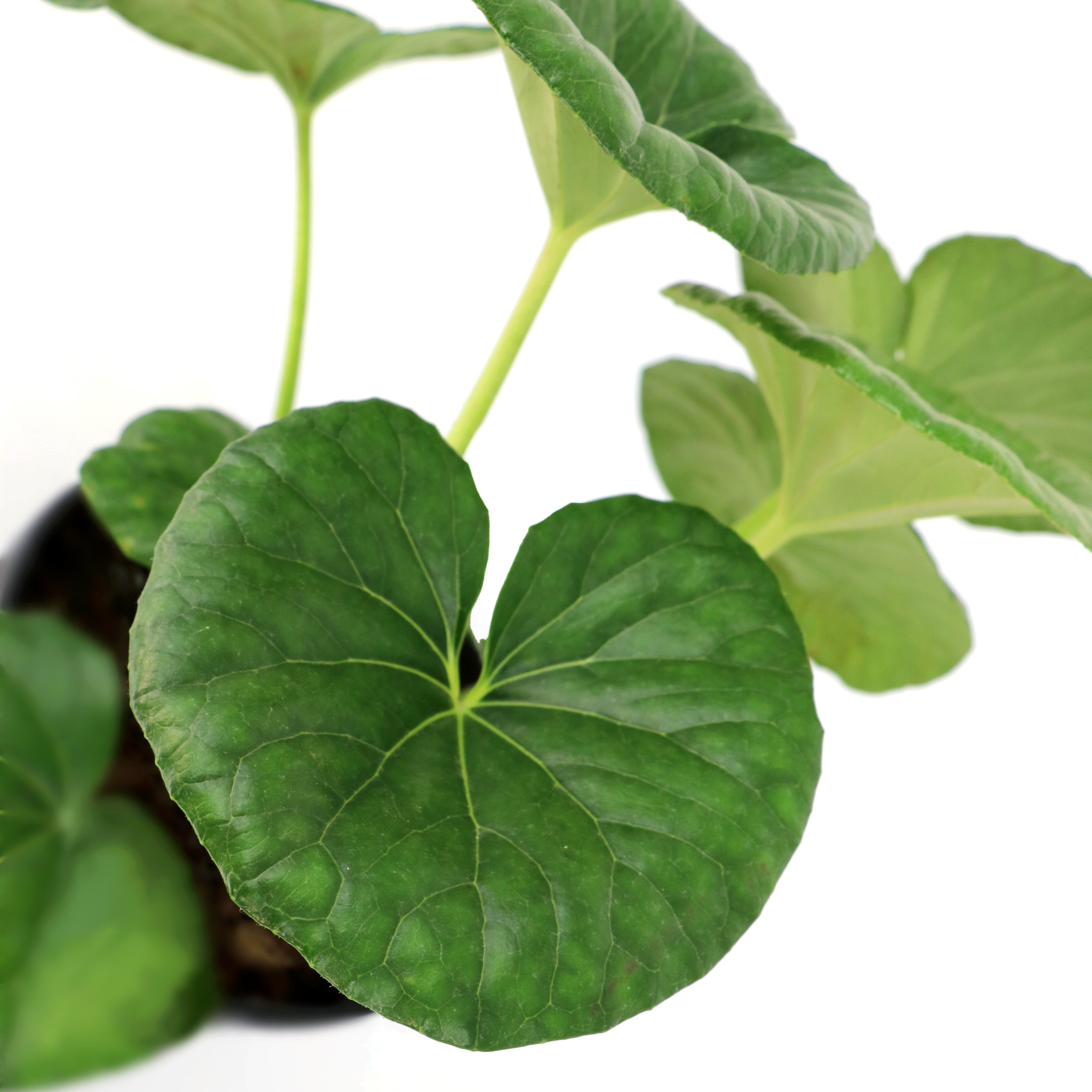National Plant Network 1 gal. Farfugium Giganteum Tractor Seat Perennial Plant