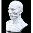 thumbnail image 4 of Xingzhi 4 Human Model Anatomy Skull Head Muscle Artist Drawing Grey White, 4 of 6