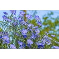 thumbnail image 5 of Seedville 100 Blue Flax Flower Seed Attracts Bees, Birds, Butterflies, 5 of 11