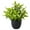 Boxwood Foliage, variant on 1 Pc Mini Fake Spring Grass Plant, 7.09"-8.66" Small Artificial Potted Greenery in Black Pot for Office Desk Decor