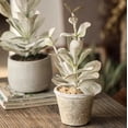 thumbnail image 5 of Realistic Green Plant in Ceramic Pot, 5 of 7