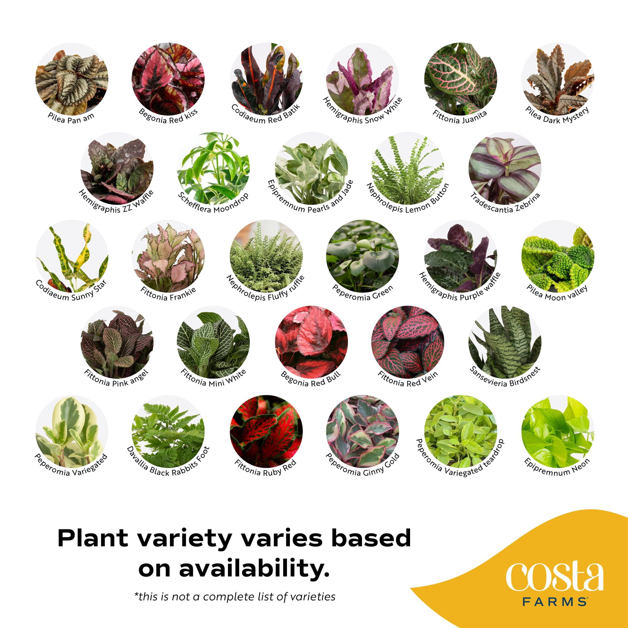 Costa Farms 4" Tiny Plants Assorted Live House Plants in 2.5" Grower Pot (6 Count)
