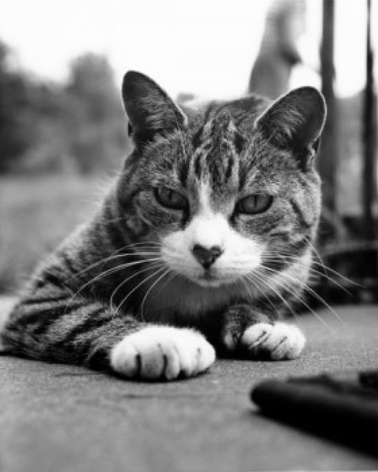 Posterazzi Cat Lyin