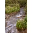 thumbnail image 2 of Jaynes Gallery 17x24 Black Ornate Wood Framed with Double Matting Museum Art Print Titled - USA-Colorado Mountain wildflowers and stream, 2 of 4
