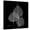 Canvas, variant on Art.com Xray Bo Tree Art Print by Albert Koetsier, 16" x 16"