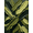 Green, Pattern 4, variant on ODIKA 5'x7' Machine Washable Non-Slip Area Rug, Abstract Olive Green High Traffic Rug, Green, 1284501