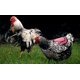 thumbnail image 4 of ZHAOCHENG Silla de montar para pollo de primera calidad, correas ajustables adecuadas para gallinas pequeñas, medianas y grandes, protector para aves de corral, protector, delantal, suministros, produ, 4 of 5