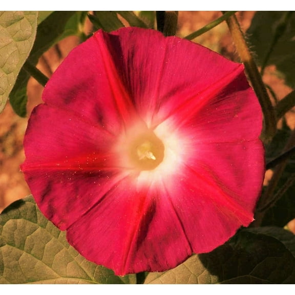 TomorrowSeeds - Scarlett O' Hara Morning Glory Seeds - 100  Count - For 2025 Planting Non-GMO USA