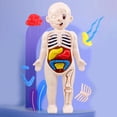 thumbnail image 3 of Visland 1 Set Human Body Model Bright Color Interesting Realistic Boys Girls Educational Learning Organ Assembled Toy Family, 3 of 7
