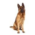 thumbnail image 2 of German Shepard Portrait Wall Decal by Wallmonkeys Peel and Stick Graphic (48 in H x 45 in W) WM42392, 2 of 4