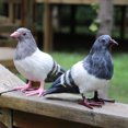 thumbnail image 3 of 2 Piezas de Pájaro de Paloma con Plumas Artificiales Decoración de Estatuilla Pájaro a + B de Pie Sunnimix Artificial Pigeon Decoy, 3 of 8