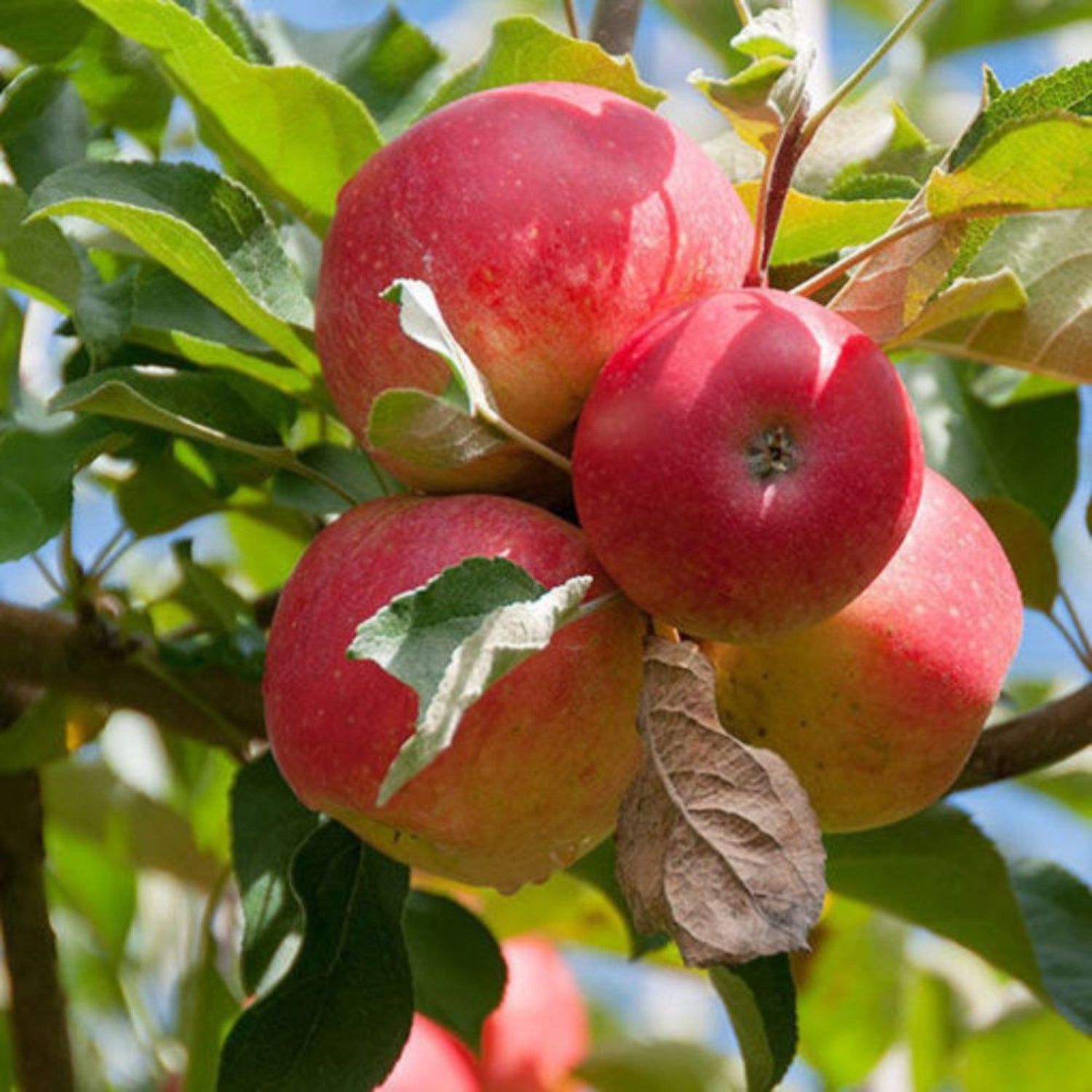 Expert Gardener 3-4 ft. tall Semi Dwarf Gala Apple Live Tree in 7- Gallon Grower Pot