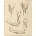 thumbnail image 2 of Hamlet Winstanley 15x18 Black Ornate Wood Framed Double Matted Museum Art Print Titled - Anatomical Studies of Arms (1716), 2 of 5