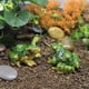 thumbnail image 4 of Estatuilla de rana en miniatura de 2 uds, decoración de pecera, estatua de tortuga de jardín de hadas, adorno de decoración interior y exterior para paisaje, 4 of 5