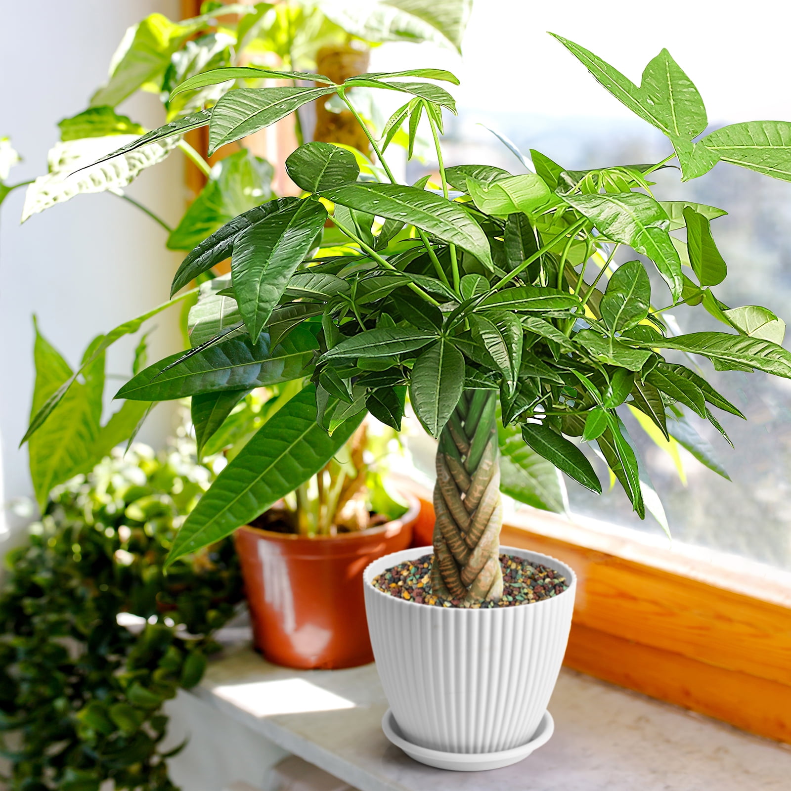 8"-12" Tall Pachira Braided Money Tree, Indoor Live Plants Houseplants Potted, Easy to Care Grow Bonsai Tree