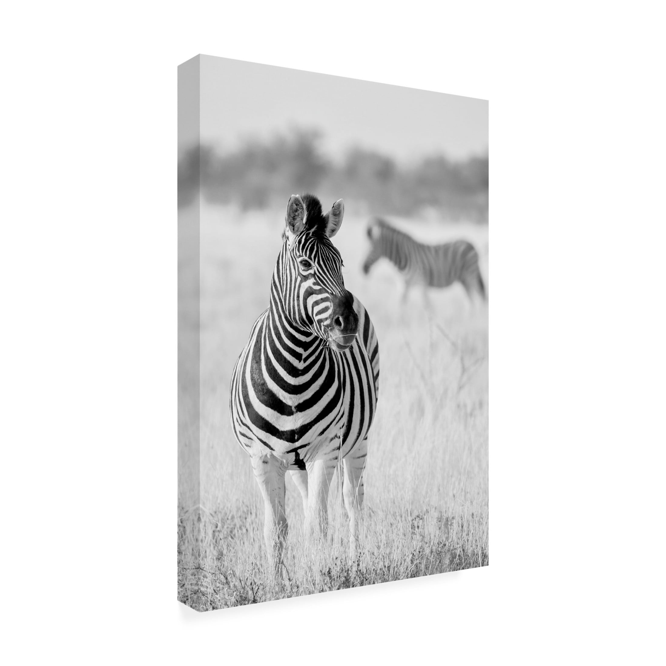 Canvas Wall Art - Hannes Bertsch 'Zebra Bw' Wall Art for Living Room, Bedroom, or Office Décor by Trademark Fine Art - 12 x 19 Inches