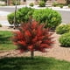 thumbnail image 5 of Fiudx Árbol Artificial Decorativo, Adorno Verde Realista para Exteriores, Plástico Duradero, Ideal para Realzar El Jardín y El Patio, Combinación de Colores Única, Ideal Como Regalo, 60 X 58 Cm, 5 of 5