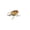 A001- A, variant on Gold Office Decor Beetle Figurine, Unique Accent for Home and Work Spaces, Thoughtful Decor Piece for Colleagues and Friends, Durable Metallic Design for Desks Shelves and Display