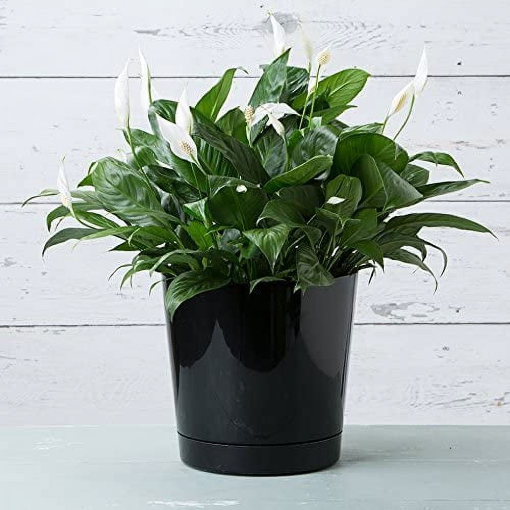 Root & Vessel Majestic Full Depth Cylinder Planter, Black, 12"