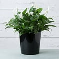 thumbnail image 3 of Root & Vessel Majestic Full Depth Cylinder Planter, Black, 12", 3 of 5
