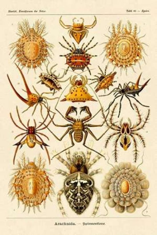Haeckel Nature Illu