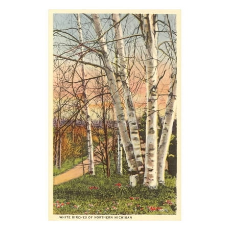 White Birches of Northern Michigan Print Wall Art