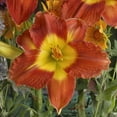 thumbnail image 4 of Bare Root Daylily Passion for Red (3-Pack), 4 of 10