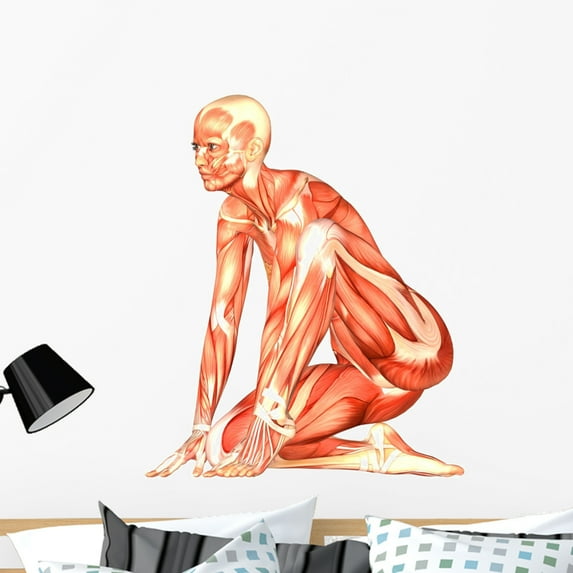 Human Anatomy Wall Mural by Wallmonkeys Peel and Stick Graphic (36 in H x 30 in W) WM6418