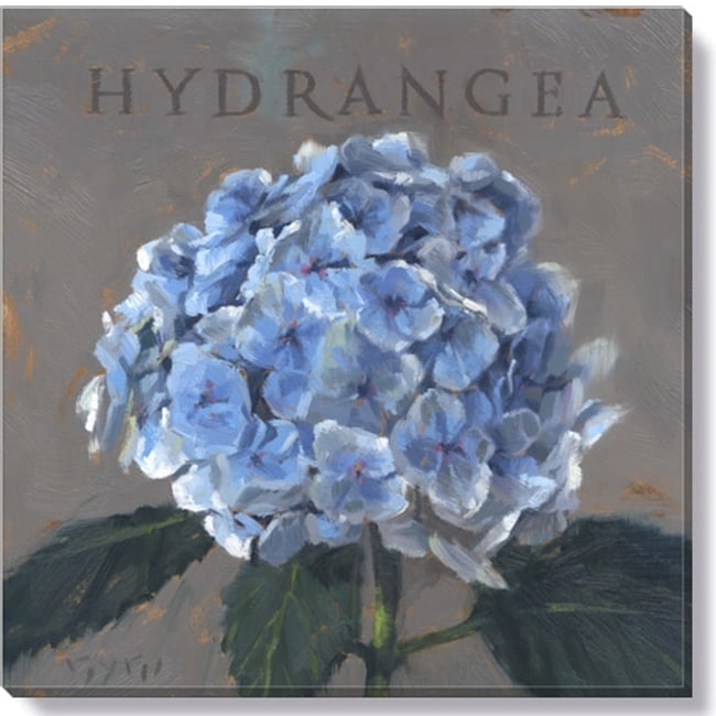 Darren Gygi Gallery Wrapped Hydrangea Canvas 14x14 
