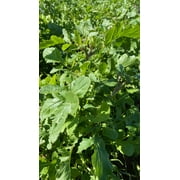 Plant Good Seed Arugula Seed Packet Spicy Salad Green Seeds Garden Rocket Annual Full Sun Part Shade