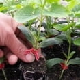 thumbnail image 4 of RENACLIPY 1Jgo Clip Sujetaplantas Ajustable Para Grafting Resistente A Condiciones De Exterior, 4 of 8