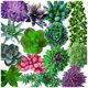 thumbnail image 1 of Toystoory Suculentas falsas, accesorios para fotos, plantas decorativas simuladas, bonsái, decoraciones para el hogar, patios, césped, maceta, SET0836 Flores artificiales SET0865 paquete de 15 Toystoory HA060204-07B, 1 of 6