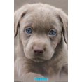 thumbnail image 1 of Keith Kimberlin - Chiot - Yeux bleus, 1 of 4