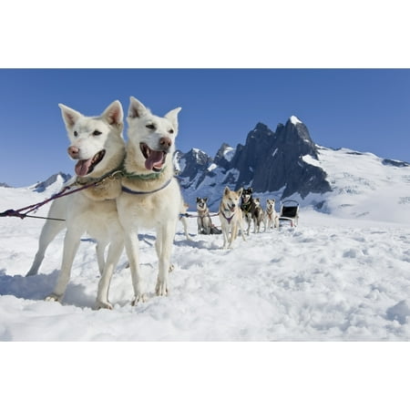 Sled Dog Team Standing On The Juneau Ice FieldNthe Granite Spires Of Mendenhall Towers Can Been Seen In The Distance Summer In Southeast Alaska Digitally Altered Canvas Art - John Hyde Design Pics (1